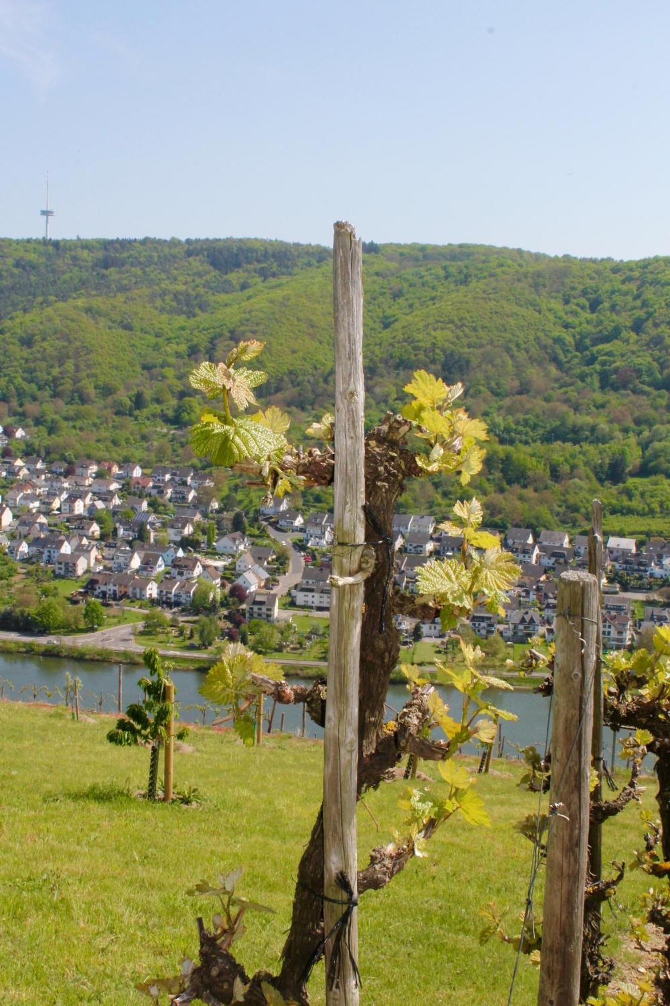 Ferienwohnung Auf Der Moselhoehe - Naehe Koblenz Und Cochem Dieblich Exteriér fotografie